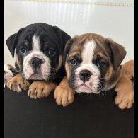 English Bulldog - Both