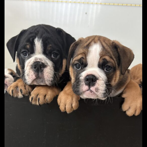 English Bulldog - Both