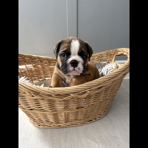 English Bulldog - Both