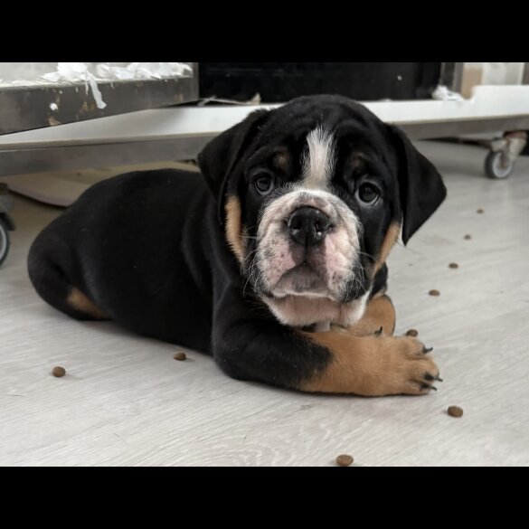 English Bulldog - Both