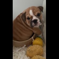 English Bulldog - Both