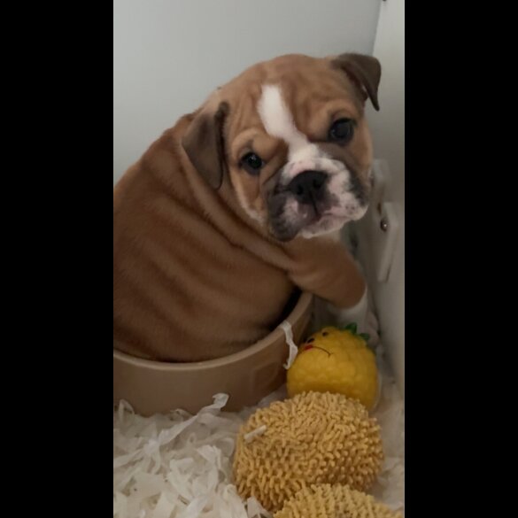 English Bulldog - Both