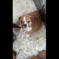 English Bulldog - Both