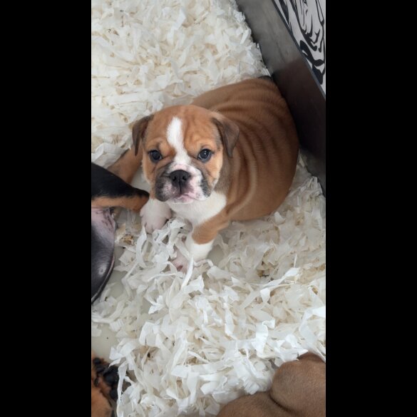 English Bulldog - Both