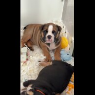 English Bulldog - Both