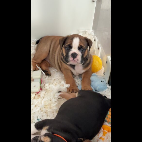 English Bulldog - Both