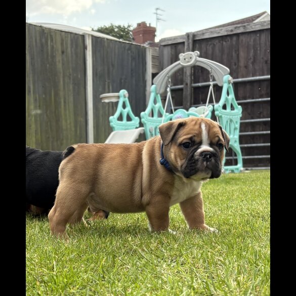 English Bulldog - Both
