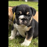 English Bulldog - Both