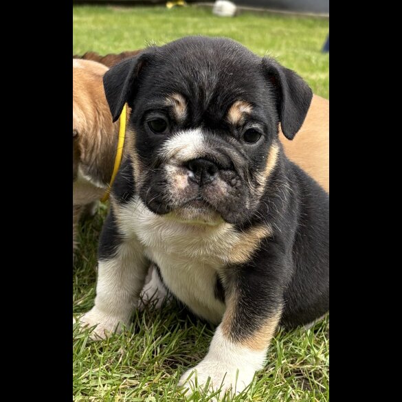 English Bulldog - Both