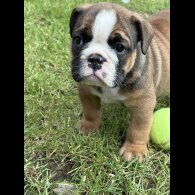 English Bulldog - Both