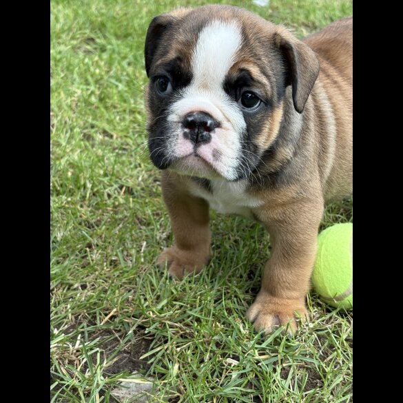 English Bulldog - Both