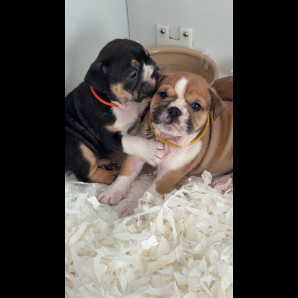English Bulldog - Both