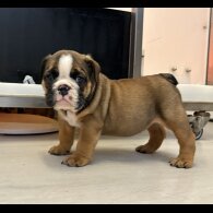 English Bulldog - Both