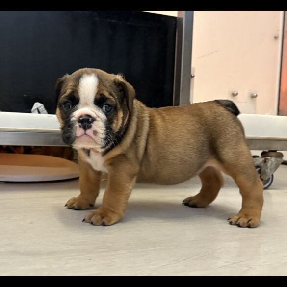 English Bulldog - Both