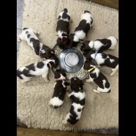 English Springer Spaniel - Both