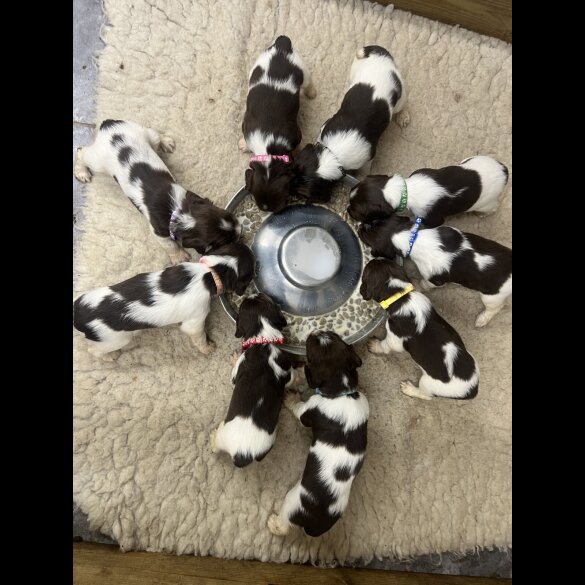 English Springer Spaniel - Both