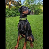Doberman - Both