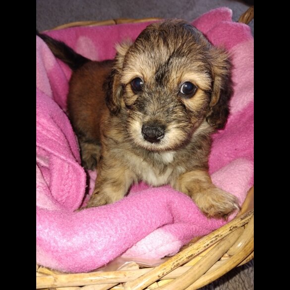Mixed Breed - Both