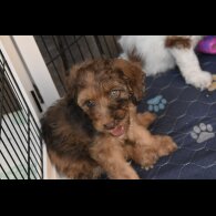 Cavapoo - Both