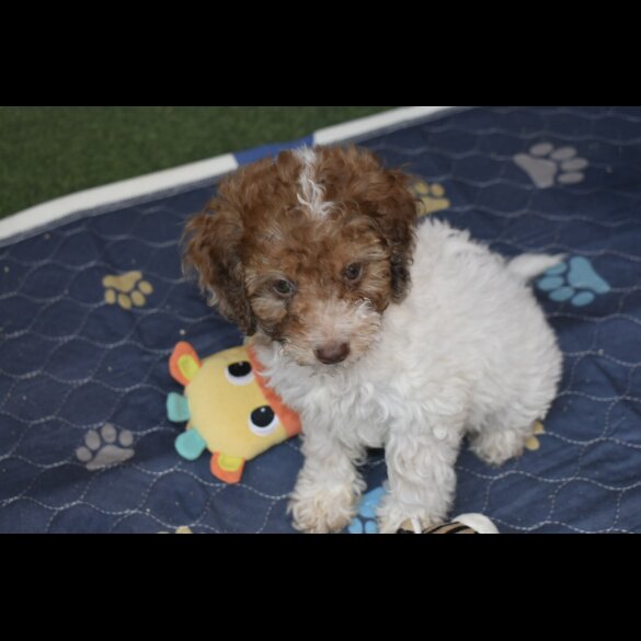 Cavapoo - Both
