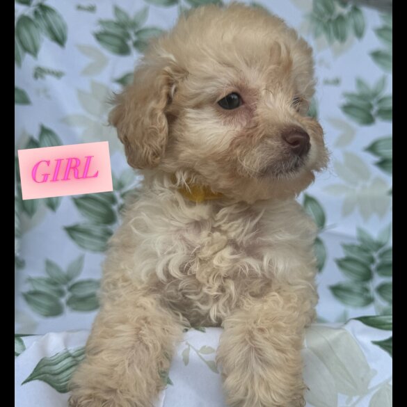 Cockapoo - Both