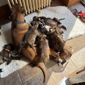 Boxer - Bitches