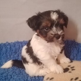 Yorkshire Terrier - Dogs