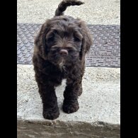 Cockapoo - Both