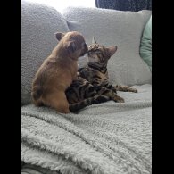 French Bulldog - Both