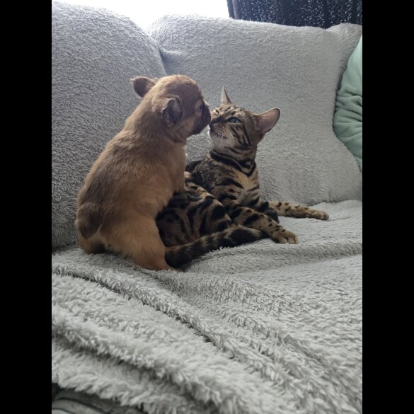 French Bulldog - Both