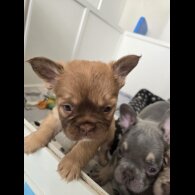 French Bulldog - Both