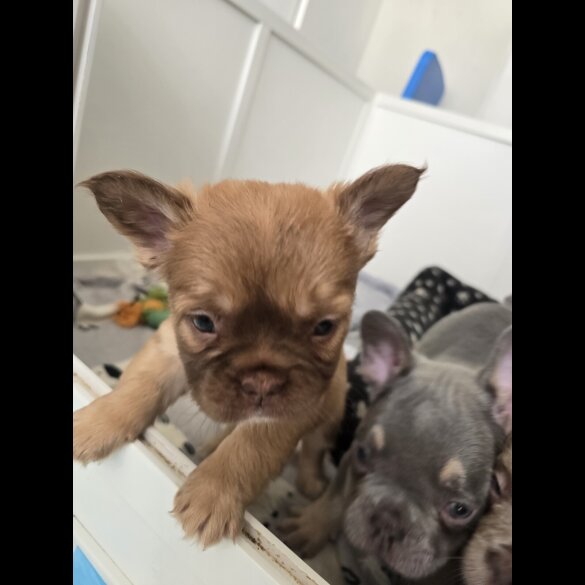 French Bulldog - Both