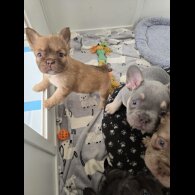 French Bulldog - Both