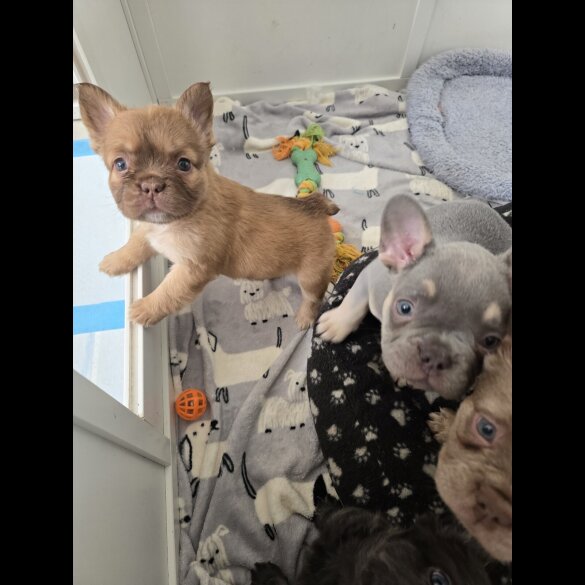 French Bulldog - Both
