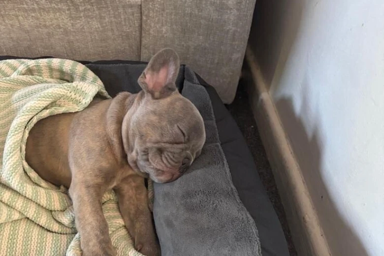 French Bulldog