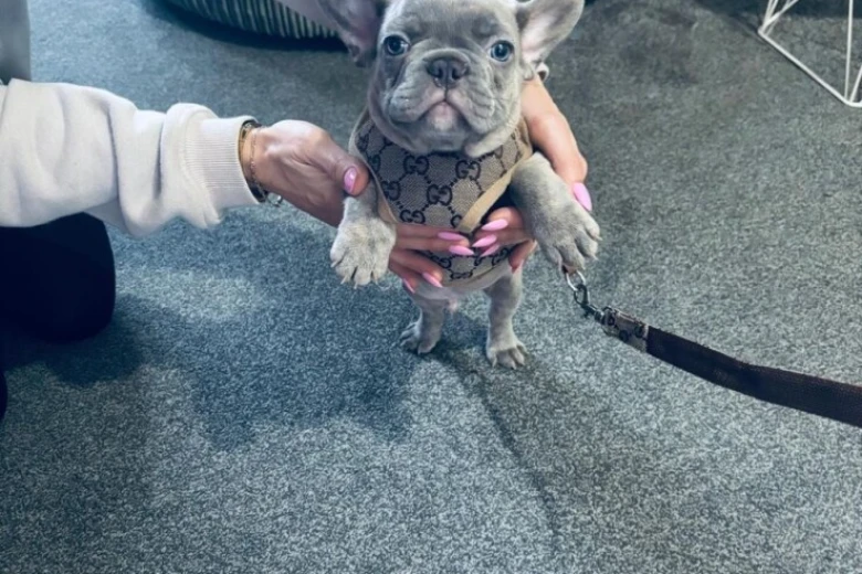 French Bulldog