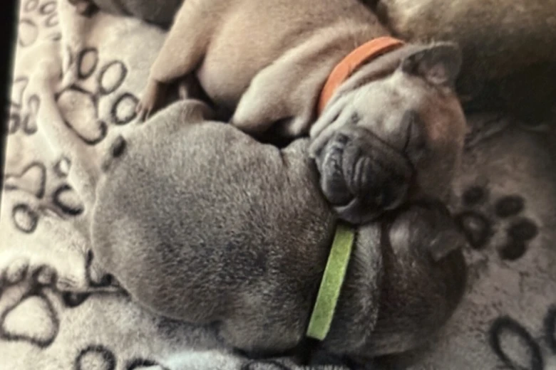 French Bulldog