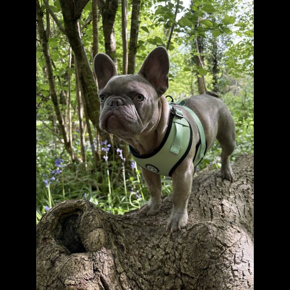 French Bulldog