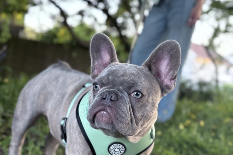 French Bulldog