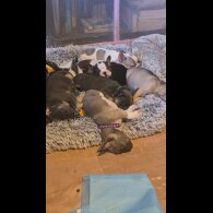 French Bulldog - Bitches