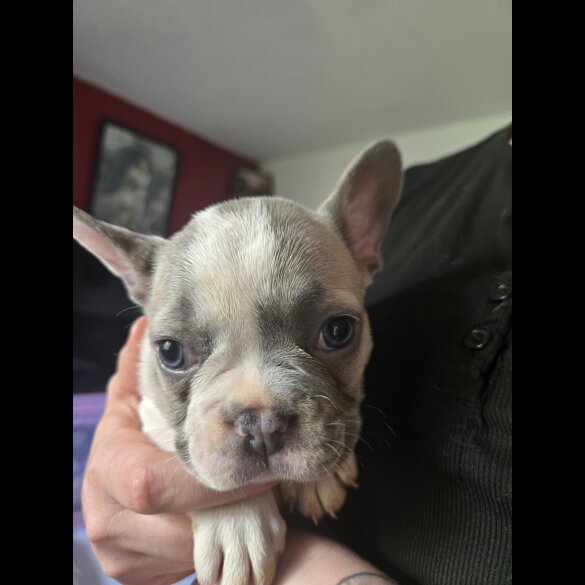 French Bulldog - Bitches