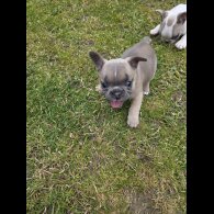 French Bulldog - Both