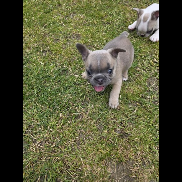 French Bulldog - Both