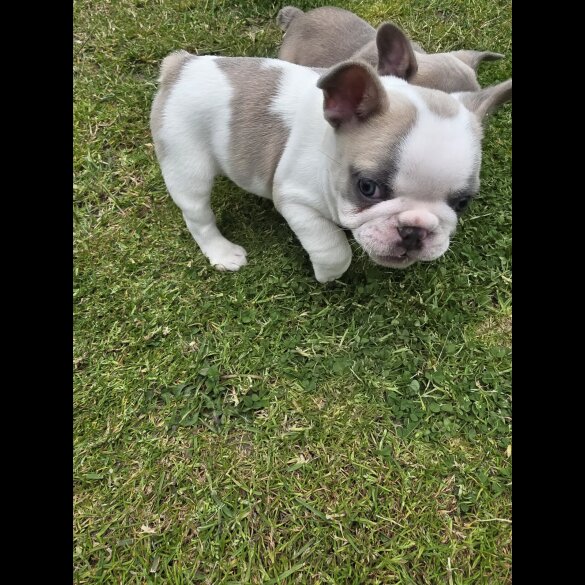 French Bulldog - Both