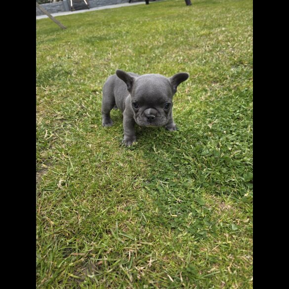 French Bulldog - Both