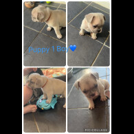 French Bulldog - Both