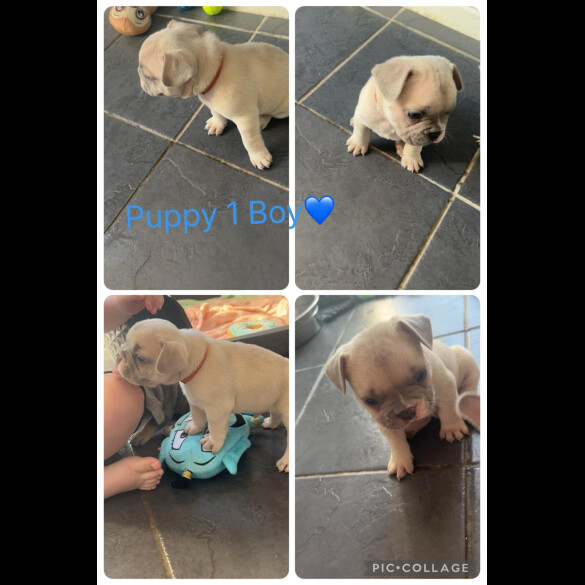 French Bulldog - Both