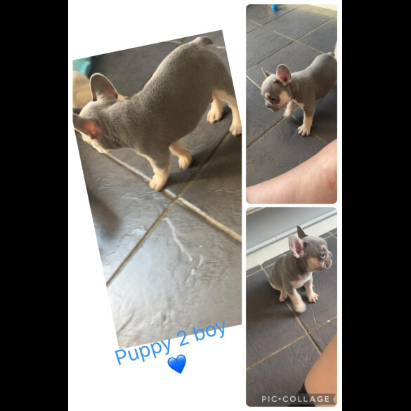 French Bulldog - Both