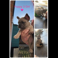 French Bulldog - Both