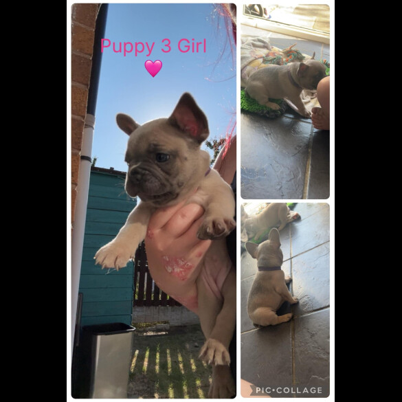 French Bulldog - Both